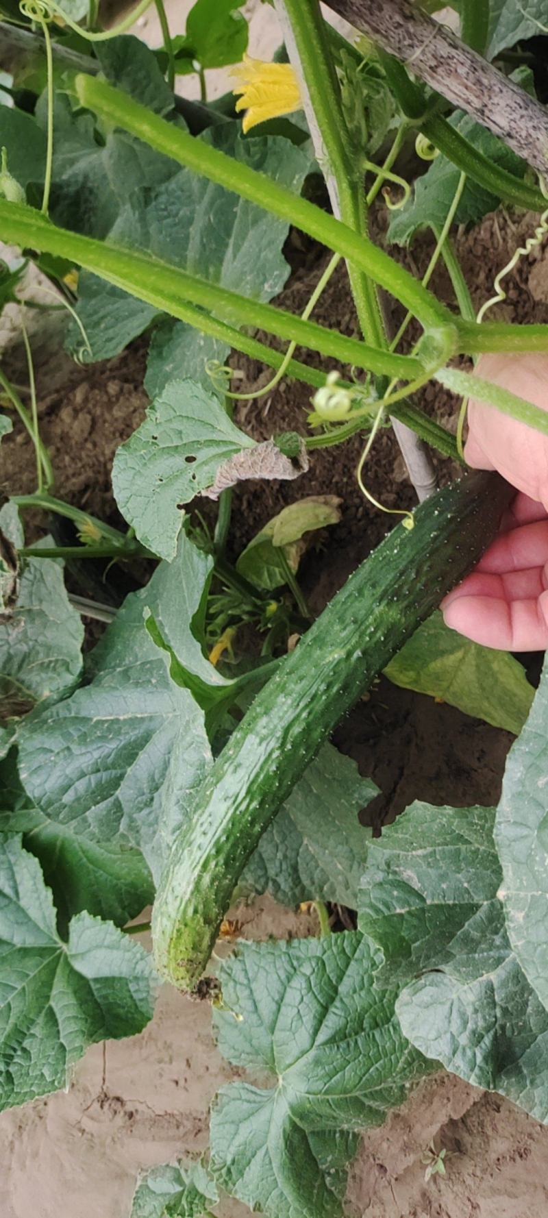 黄瓜25公分以上鲜花带刺