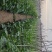 黄瓜25公分以上鲜花带刺