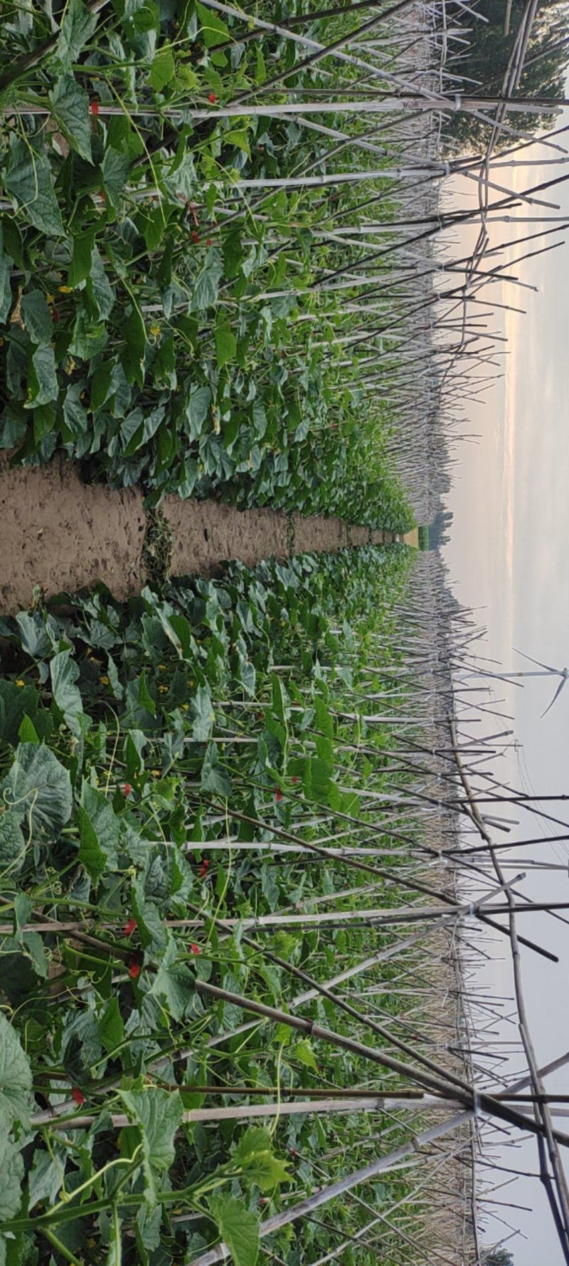黄瓜25公分以上鲜花带刺