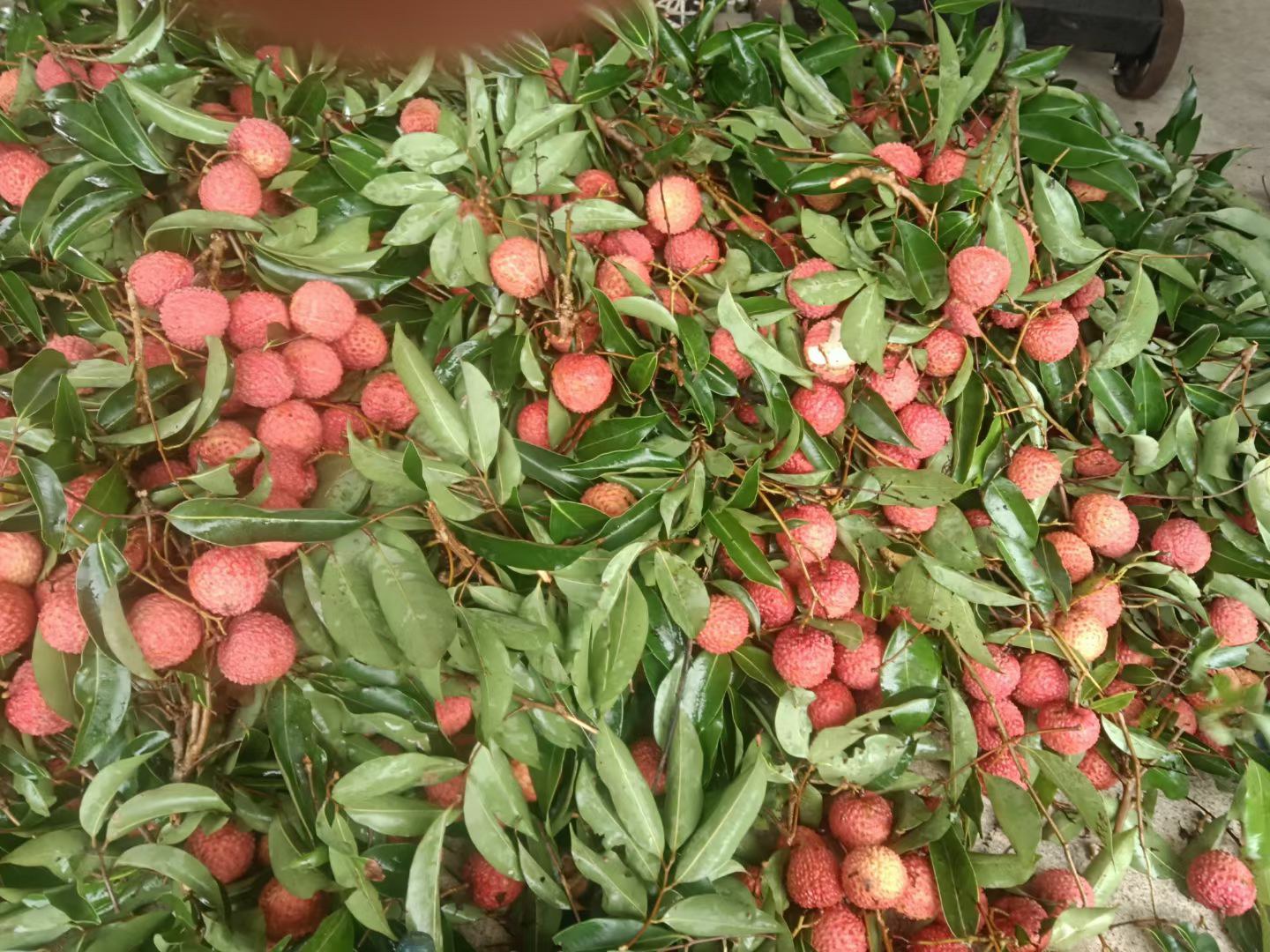 新鲜采摘的荷村桂味荔枝特写,果色鲜红,果肉晶莹剔透 荷村桂味荔枝特写图