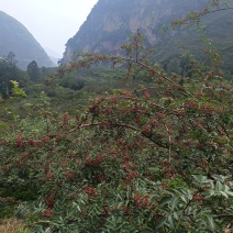 汉源花椒