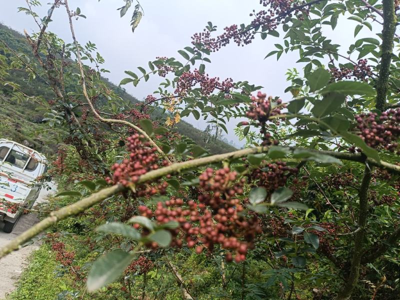 汉源花椒