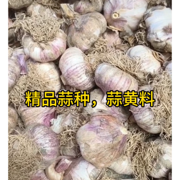 亩产4000多斤紫红皮蒜种，个大，皮厚，抗寒抗病毒