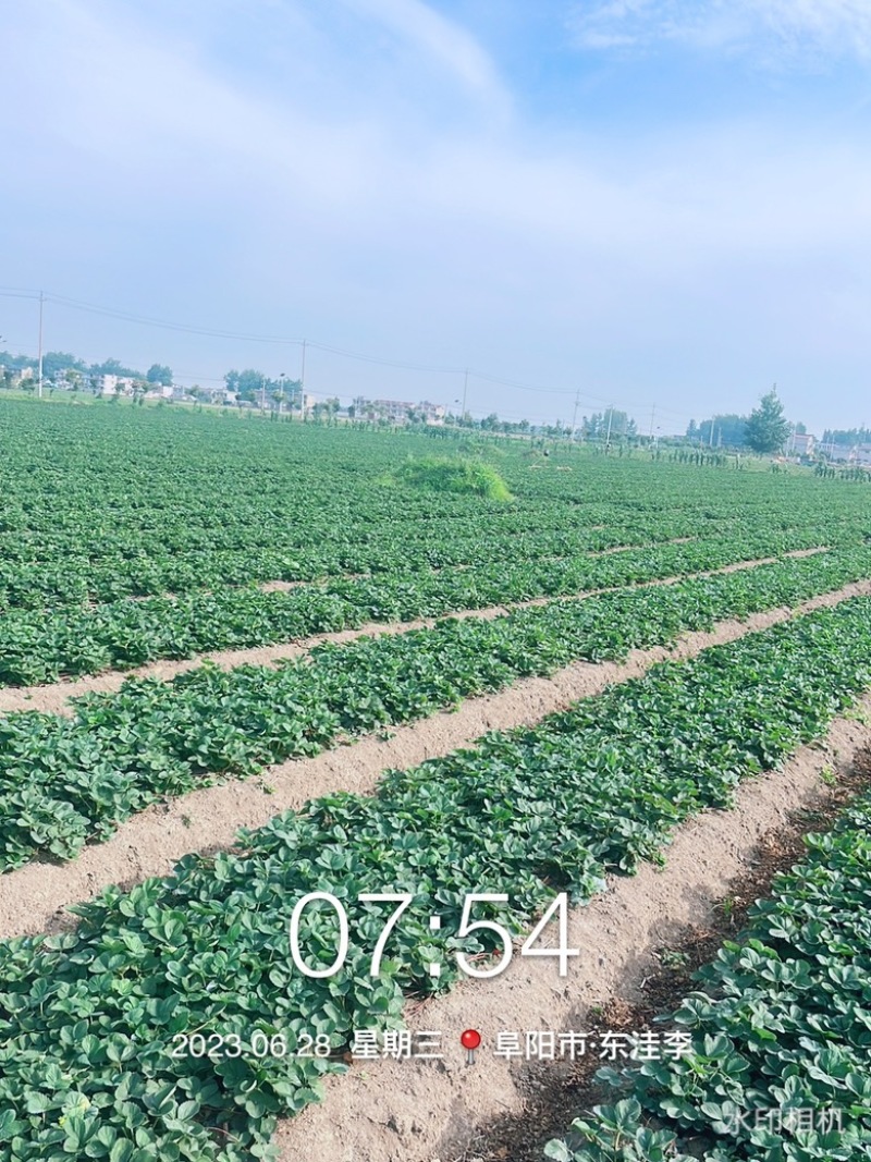 安徽天仙醉草莓苗目测匍匐茎比香烟粗了点