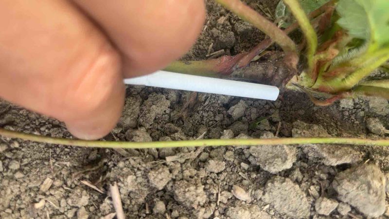 安徽天仙醉草莓苗目测匍匐茎比香烟粗了点