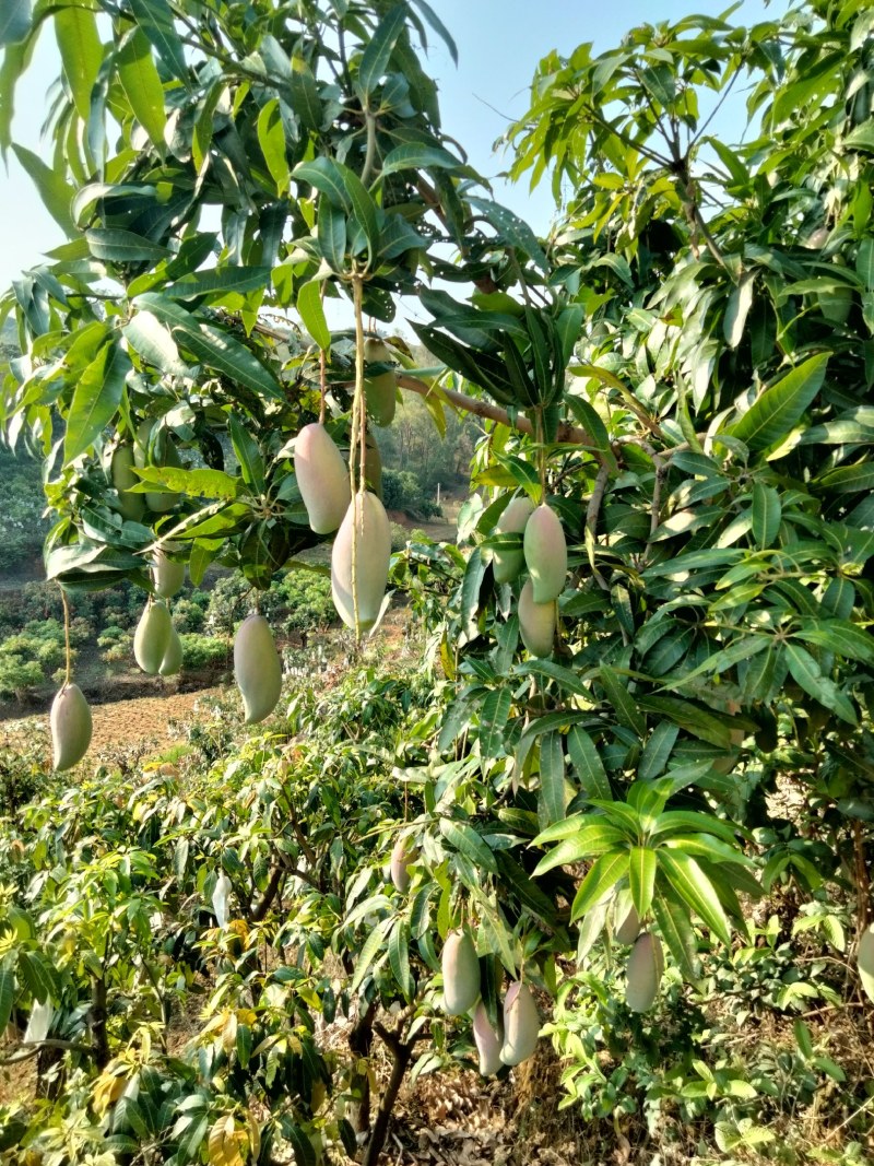 很多品种都到成熟阶段，有看得上的冒个泡