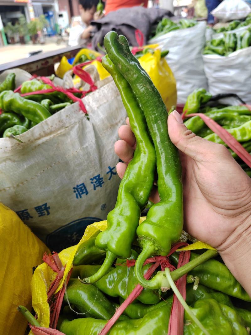 青椒大量上市需要的欢迎来电