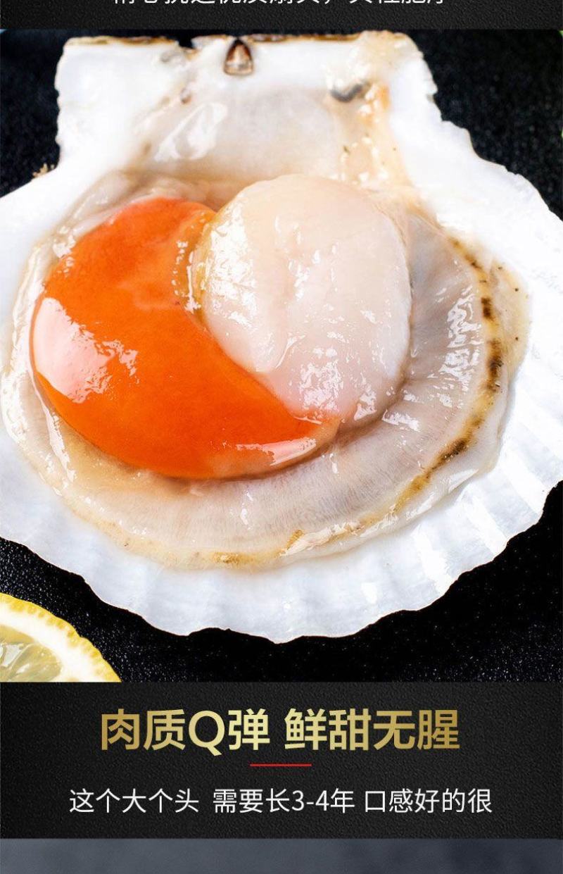 超大号新鲜半壳虾夏夷贝冷冻速大扇贝带黄肉烧烤蒜蓉无冰海捕