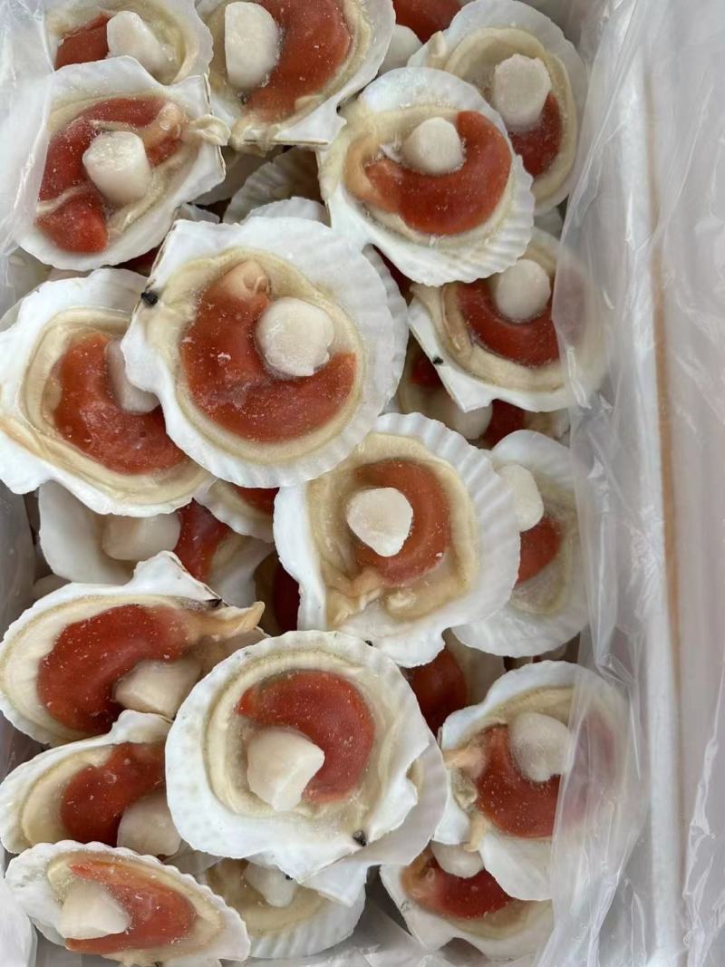 超大号新鲜半壳虾夏夷贝冷冻速大扇贝带黄肉烧烤蒜蓉无冰海捕