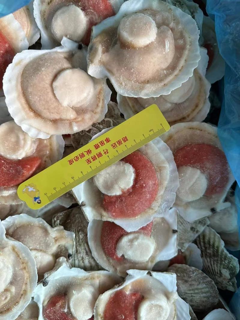 超大号新鲜半壳虾夏夷贝冷冻速大扇贝带黄肉烧烤蒜蓉无冰海捕
