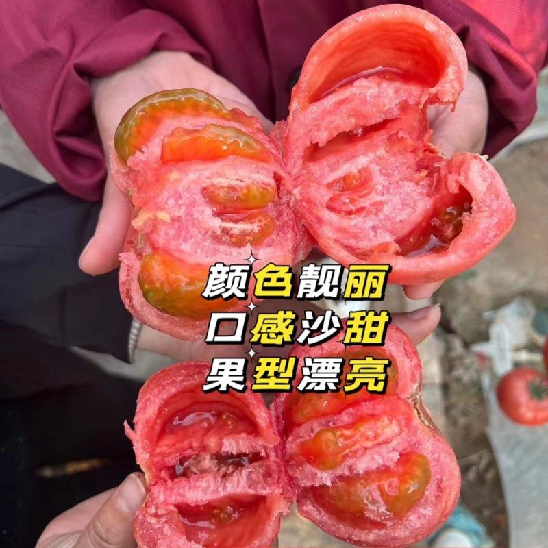 大果口感番茄种子莱喜568甜沙口饱满多汁风味足