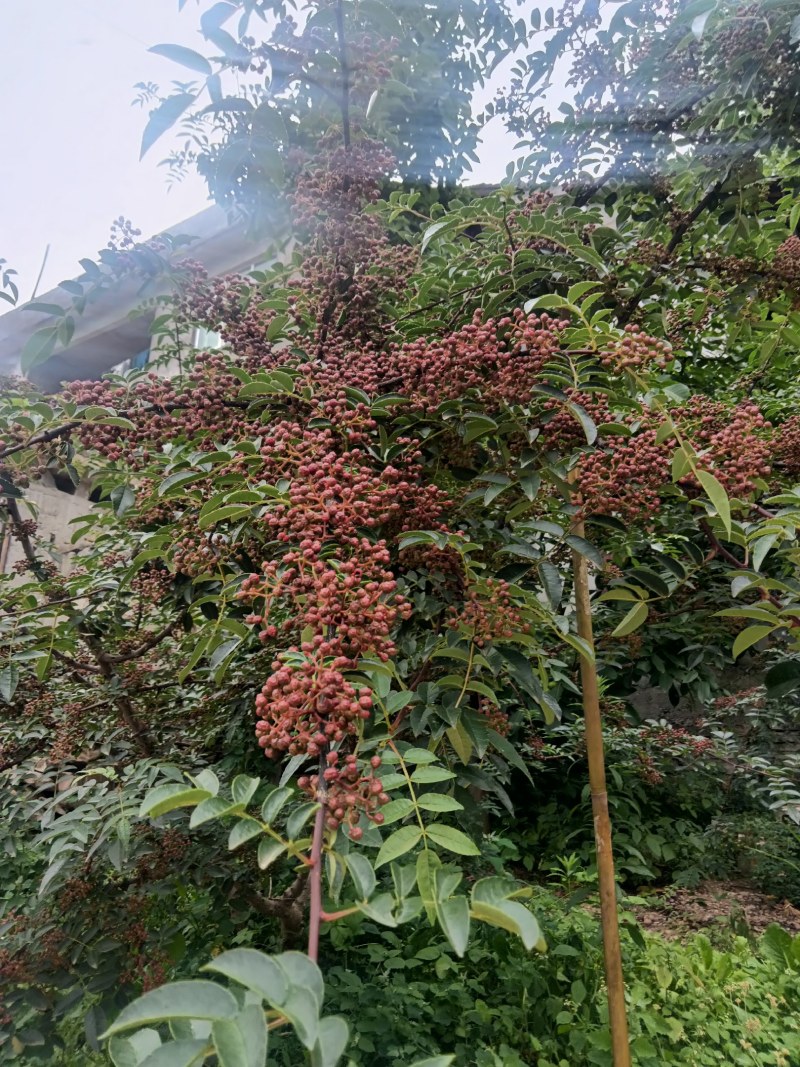 汉源又香又麻的新鲜花椒大量上市了，量大从优