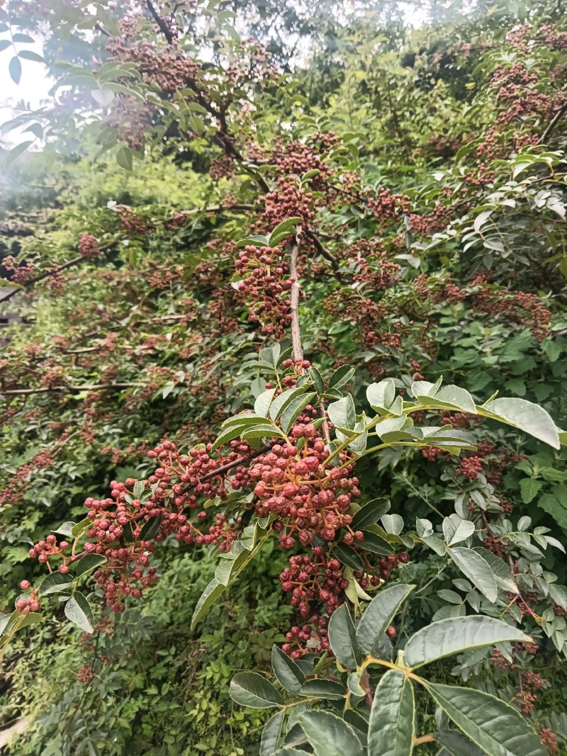 汉源又香又麻的新鲜花椒大量上市了，量大从优