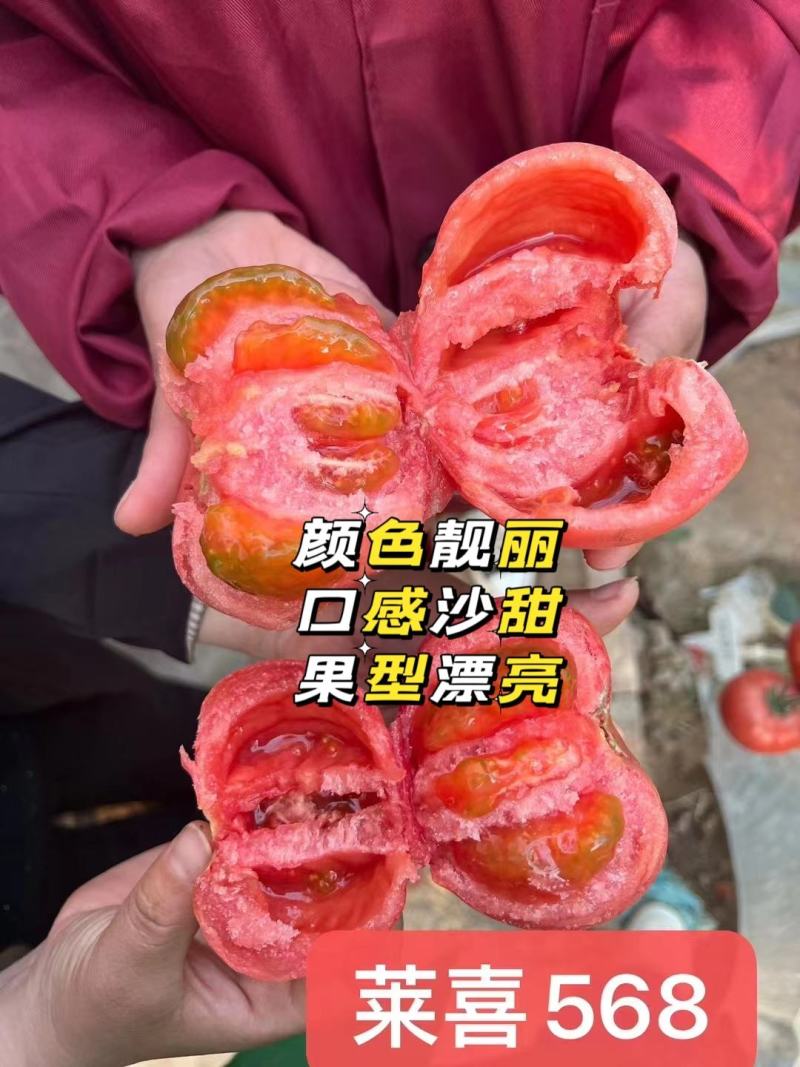 大果口感番茄种子莱喜568甜沙口饱满多汁风味足