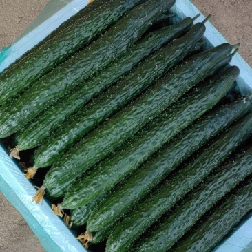 基地直销，物美价廉