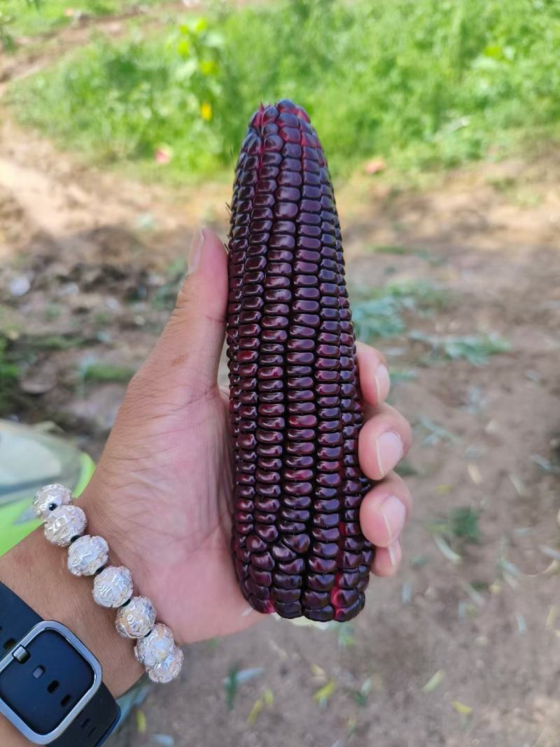 黑玉米大量上市口感甜糯无虚尖无虫个头大货多