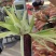 黑玉米大量上市口感甜糯无虚尖无虫个头大货多
