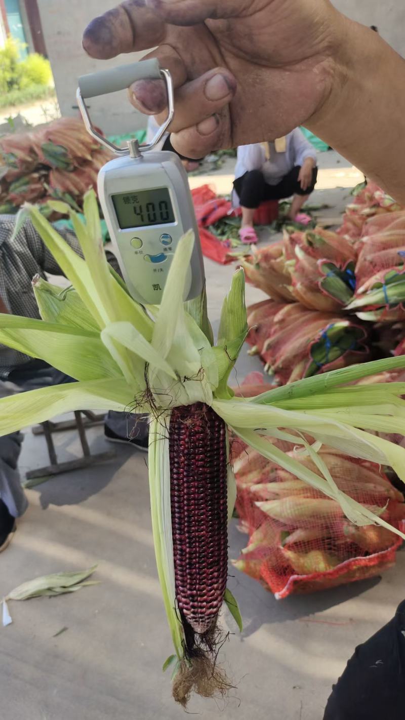 黑玉米大量上市口感甜糯无虚尖无虫个头大货多