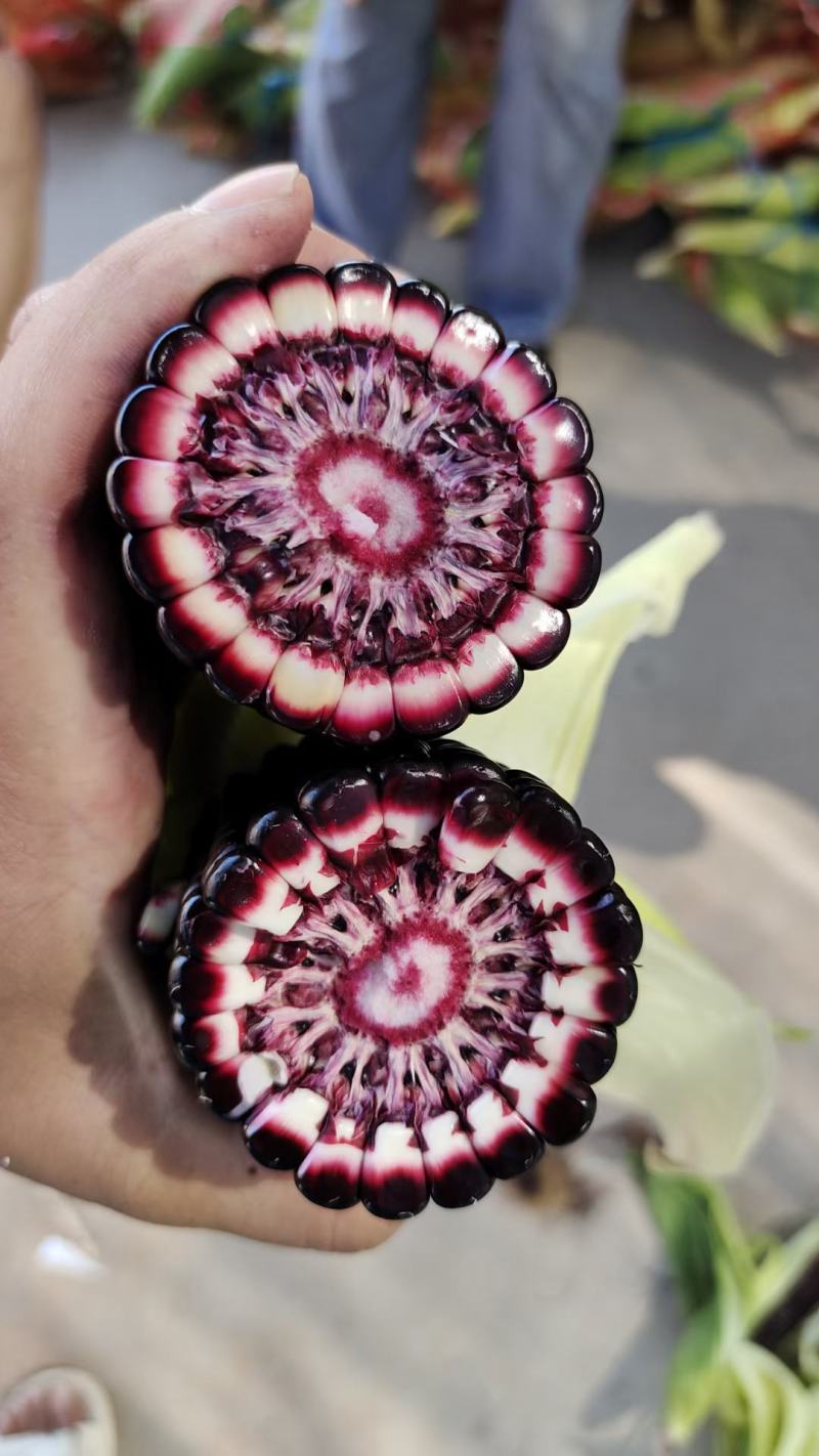 黑玉米大量上市口感甜糯无虚尖无虫个头大货多