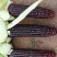 黑玉米大量上市口感甜糯无虚尖无虫个头大货多
