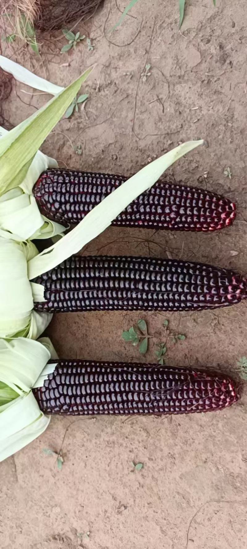 黑玉米大量上市口感甜糯无虚尖无虫个头大货多