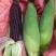 黑玉米大量上市口感甜糯无虚尖无虫个头大货多