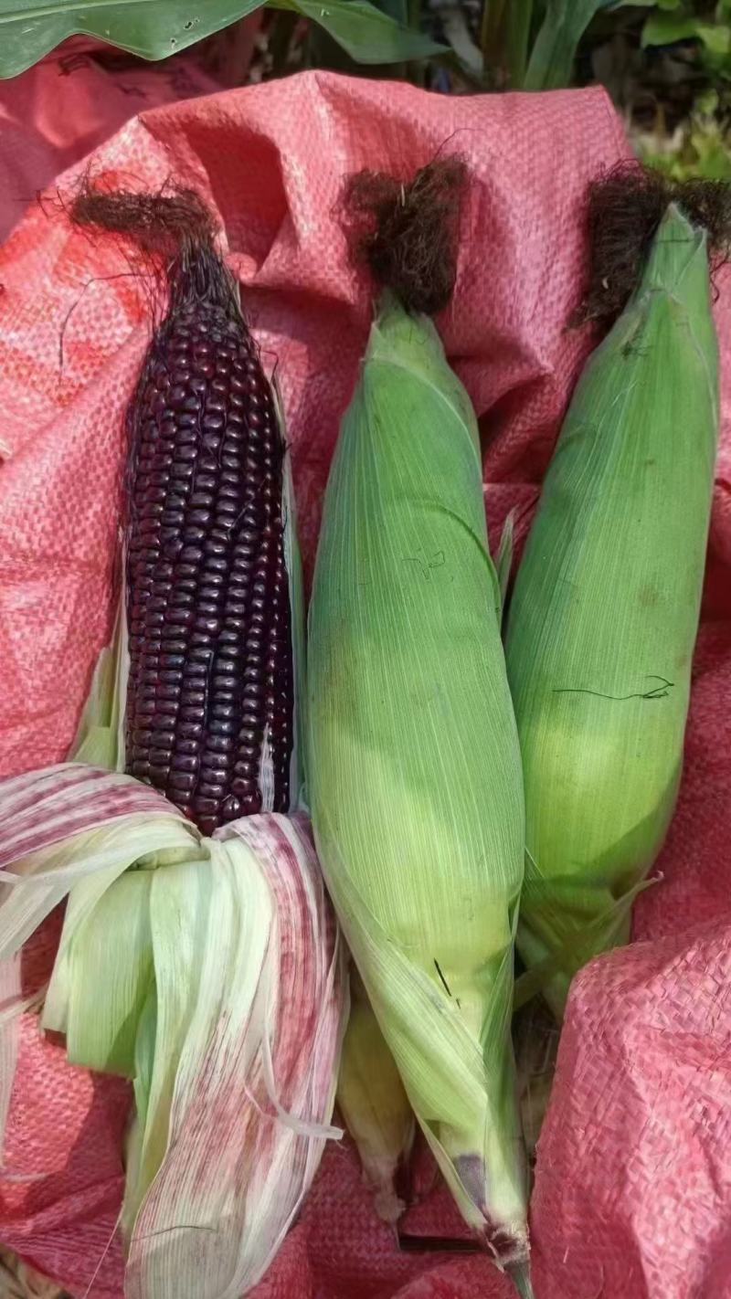 黑玉米大量上市口感甜糯无虚尖无虫个头大货多