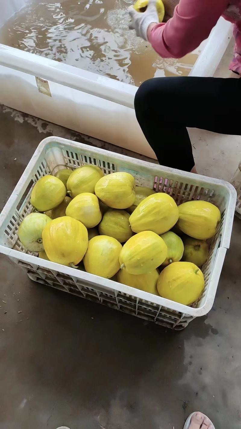 湖北枝江丑八怪甜瓜基地产地大量上市果园看货现采现发