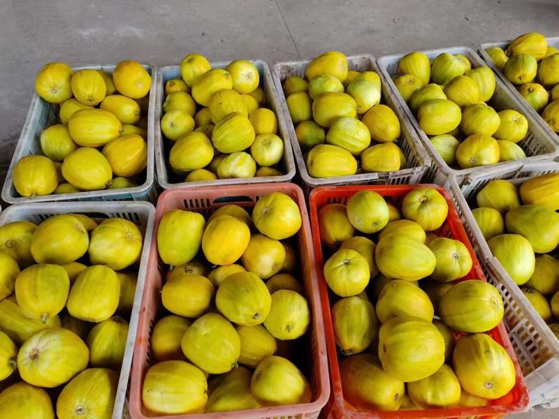 湖北枝江丑八怪甜瓜基地产地大量上市果园看货现采现发