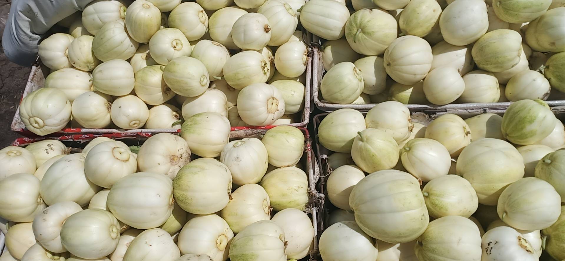 图片说明:香瓜与甜瓜对比图,展示两种水果的外观与果肉特征 香瓜与甜瓜对比图