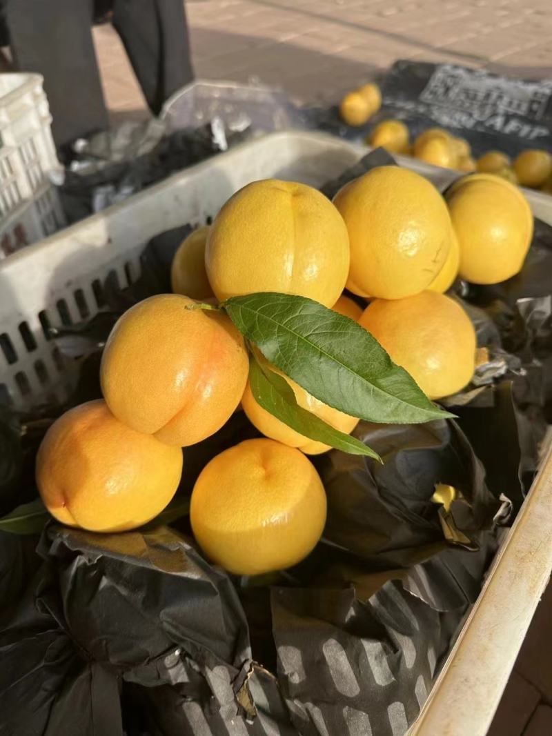 山东蒙阴黄金油桃蜜桃，全国发货，量大从优，欢迎致电