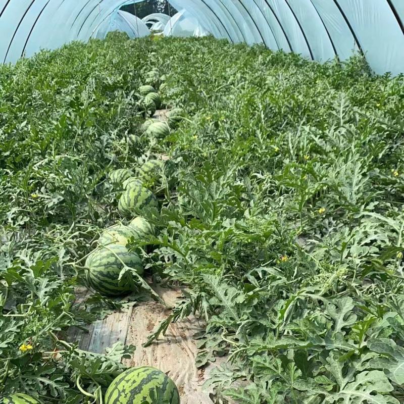 [热卖]湖南益阳8424西瓜麒麟西瓜品质保证量大