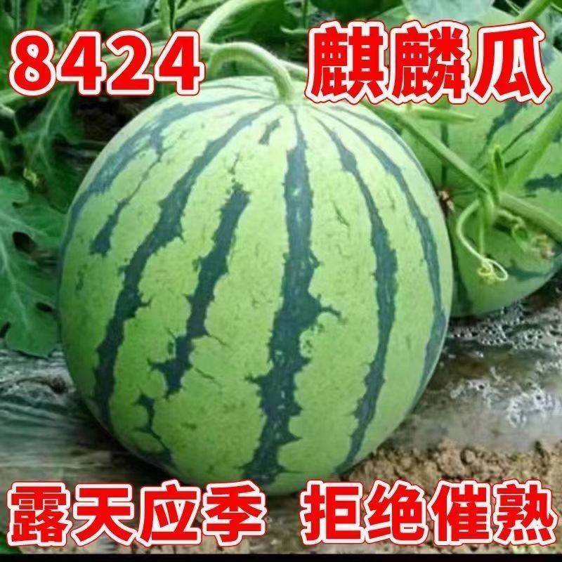 [热卖]湖南益阳8424西瓜麒麟西瓜品质保证量大
