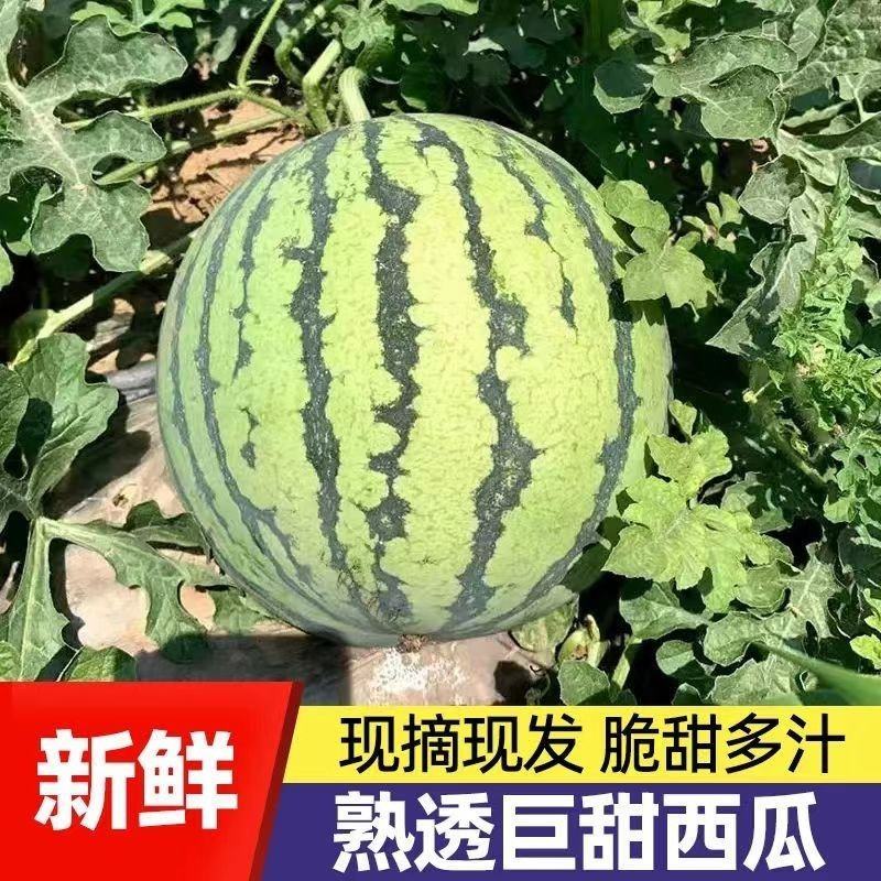 [热卖]湖南益阳8424西瓜麒麟西瓜品质保证量大