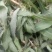 朔州山阴野苦菜