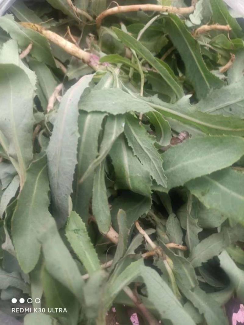 朔州山阴野苦菜
