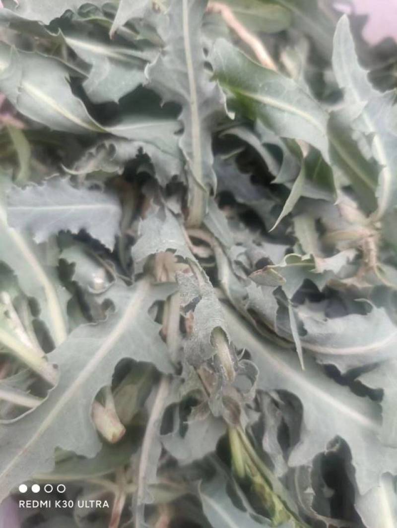 朔州山阴野苦菜