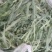 朔州山阴野苦菜