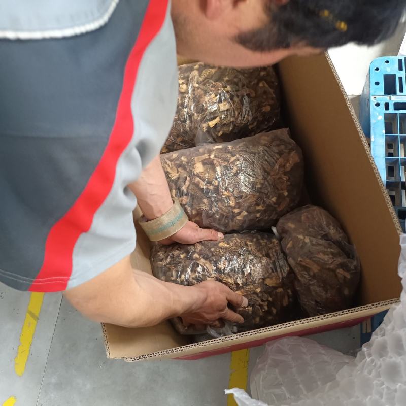 川西高原野生羊肚菌