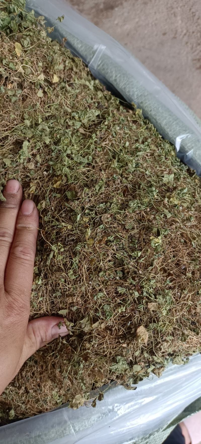 小叶马蹄金水洗货，一手货源产地发货