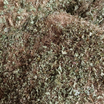 小叶马蹄金水洗货，一手货源产地发货