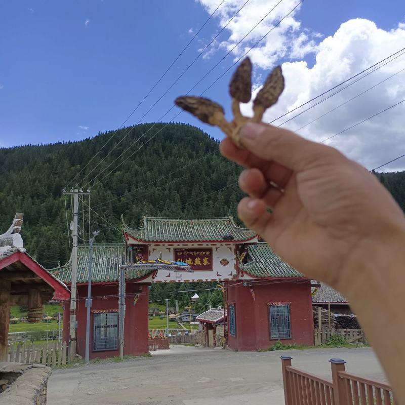 保证纯野生羊肚菌
