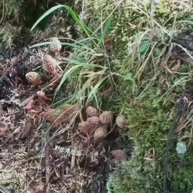 保证纯野生羊肚菌