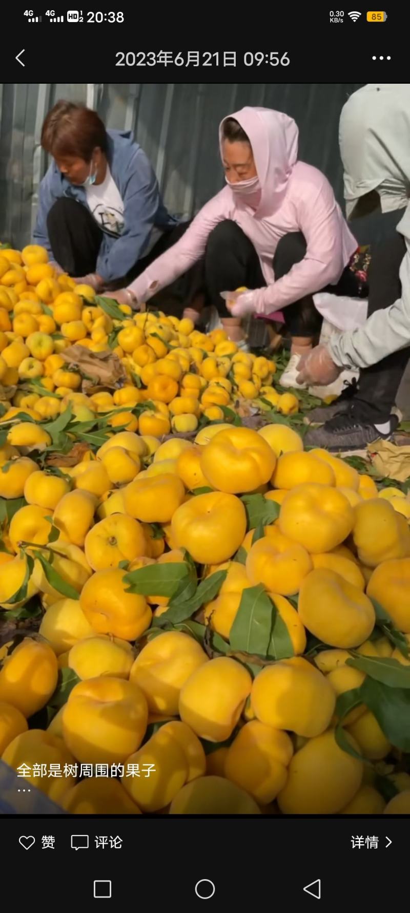 黄金毛蟠桃