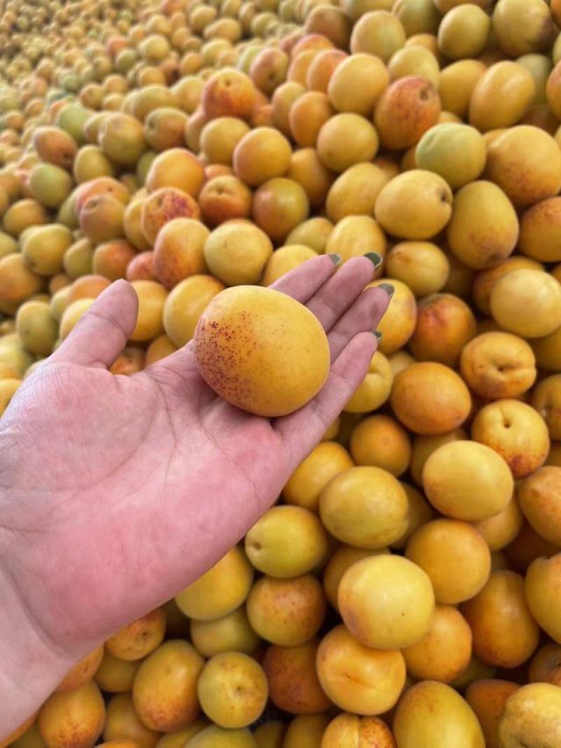 精品荷兰香蜜杏，香甜可口，货源充足，量大从优