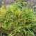 伸筋草，大量供应，全国发货，常年经营，一条龙服务
