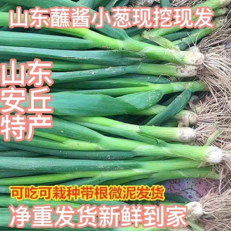 山东临沂，小葱，大量现货，当天采摘，当天发货