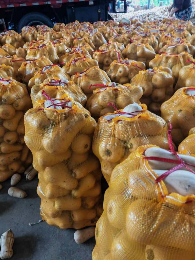 奶油南瓜陕西南瓜产地直发口感软糯香甜对接商超
