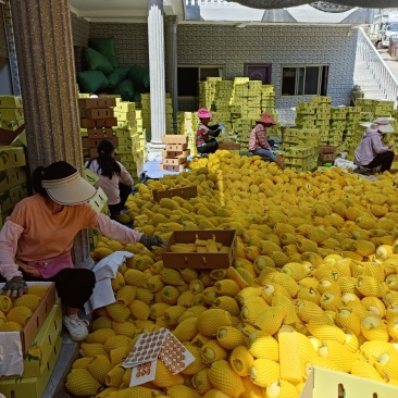辛辛苦苦农民伯伯又是一年