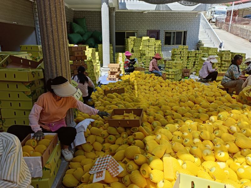 辛辛苦苦农民伯伯又是一年